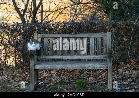 Ein niedliches, nach tabby Katze ruht auf einem alten Holzbank in einem Garten mit Laub im Herbst, Asti, Asti, Cuneo, Piemont, Italien Stockfoto
