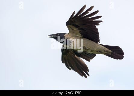 Wütend Nebelkrähe Fliegen in hellen Himmel mit gestreckten Flügeln und offenen Schnabel Stockfoto