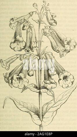 . Die Annalen der Gartenbau und Year-Book Informationen über praktische Gartenarbeit. roportionate auf die Höhe der Stammzellen. Wir werden nächsten Monat sehen große Veränderungen. VERPLANCKII PENTSTEMON. Pentstemon der Schmetterlinge, Vdr. Verplanckii (M. Verplanckes Pentstemon). - Scrophulari - acese § Antirrhinideas-Chelonese. Diese Art gehört zur Abteilung von thegenus Pentstemon, so zahlreich in Arten, die die mexikanischen Pflanzen, Kräutern, orunder Sträucher mit lanzettlichen Blätter, gilts Staubgefäßen, die obere Wendel an thebase glatt, die Corolla tubular mit den Unter lipbearded, der Stiel Paar - geblüht, und Stockfoto