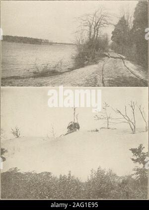 . Die Pflanzen von Southern New Jersey; mit besonderer Bezugnahme auf die Flora des Pine Barrens und die geographische Verteilung der Arten. Fotos von T.M. Lightfoot. .. Jl" BLICK AUF DAS WEST PLAINS. LAUREL in der Blüte. Southern NEW JERSEY PLATTE CXXIX.. Siune Pliulos oy W. und 1. M. Liglntoot. 1. Überflutet Moosbeere-sumpf, mit Fahrbahn auf dem Deich. STAFFORDS zu schmieden. 2. Sanddünen und begruben Wald. Unter PIERMONT. Ich^^°! ini ^^Z^, f (I,!^.^?}.^° südlichen neuen ^^3 5185 00128 4460 Stockfoto