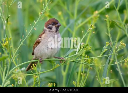 Sommer eurasischen Feldsperling im grünen Gras Pflanzen für ein gutes Porträt posieren Stockfoto