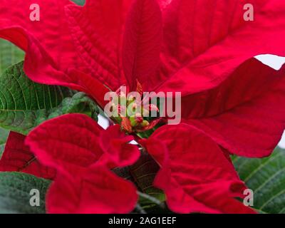 Weihnachtsstern, Euphorbia pulcherrima, close-up Stockfoto