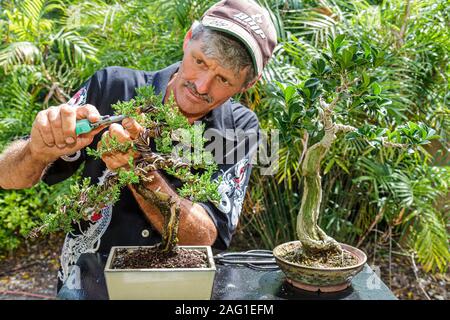 Miami Florida, MacArthur Causeway, Ichimura Japanese Garden, Haru Matisuri Spring Festival, die Bonsai Society of Miami, Erwachsene Erwachsene Männer Männer, Beschneidung, V Stockfoto