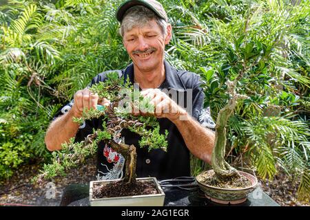 Miami Florida, MacArthur Causeway, Ichimura Japanese Garden, Haru MATSURI Spring Festival, die Bonsai Society of Miami, Männer männlich, Beschneidung, FL100430072 Stockfoto