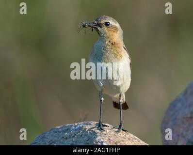 Mutter nördlichen Steinschmätzer auf Rock mit vollem Schnabel von Insekten für junge Kinder Stockfoto