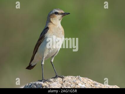 Nach weiblichen Nördlichen Steinschmätzer steht auf Stein im freien Feld Stockfoto