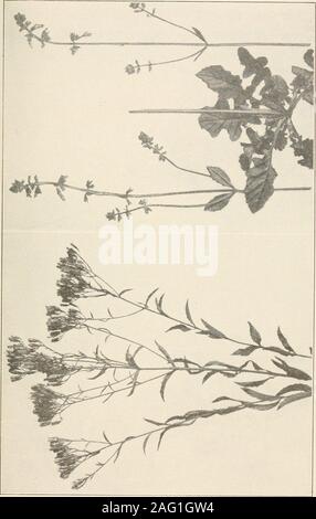 . Die Pflanzen von Southern New Jersey; mit besonderer Bezugnahme auf die Flora des Pine Barrens und die geographische Verteilung der Arten. P F. N. J. Pflanzen. Platte CXXtV. Stockfoto