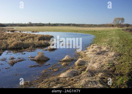 Moorgebiet mit trockenen Gräsern, Horizont und blauer Himmel - an einem sonnigen Tag Stockfoto