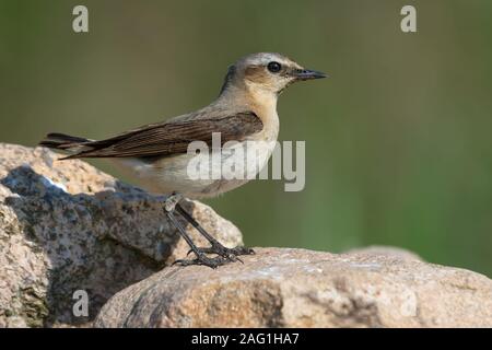 Reife weibliche Nördliche Steinschmätzer Spaziergänge auf Felsen in der Nähe von ihrem Nest im sonnigen Sommertag Stockfoto