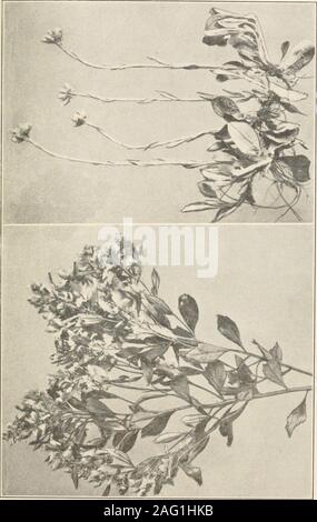 . Die Pflanzen von Southern New Jersey; mit besonderer Bezugnahme auf die Flora des Pine Barrens und die geographische Verteilung der Arten. Von der Malerei von H. li. Stein. DOWNY LOBELIA. Lobelia puberula.. Stockfoto