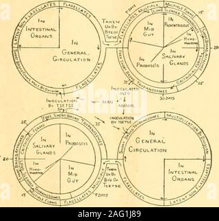 . Sanitär Entomologie; Die entomologie von Krankheit, Hygiene und sanitäre Einrichtungen. ist Wiiedemann und möglicherweise byLyperosia. Die trypanosomen auf die Fliege genommen wird becomeestablished in die hinterbeine Darm und langsam nach vorne verlängern, bis tlieyreach der Rüssel, wenn sie behoben werden und die leptomonador crithidial Form annehmen. Krankheiten, die von BLUTSAUGENDEN FLIEGT 215 Castellanella eqmperdum (doflein) Chalmers, Ursache der Beschälseuche ofhorses, hat experimentell durch unterbrochene Fütterungen ofthe stabil Fliegen, Weitere calcifrans Linné und Atylotus tomentosiisAlacquart durch Sergen übertragen wurden Stockfoto