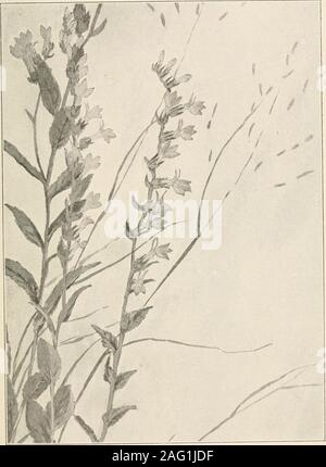 . Die Pflanzen von Southern New Jersey; mit besonderer Bezugnahme auf die Flora des Pine Barrens und die geographische Verteilung der Arten. New Jersey Pflanzen. Platte CXX.. Von der Malerei von H. li. Stein. DOWNY LOBELIA. Lobelia puberula. Stockfoto