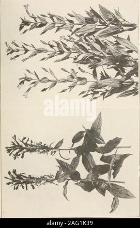 . Die Pflanzen von Southern New Jersey; mit besonderer Bezugnahme auf die Flora des Pine Barrens und die geographische Verteilung der Arten. o. New Jersey Pflanzen. Platte CXX. Stockfoto