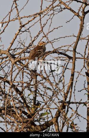 Kastanien - gekrönte Spatz - Weaver (Plocepasser Superciliosus) Erwachsene in Dead bush Murchison Falls National Park gehockt, Uganda November Stockfoto