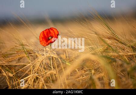 Lincolnshire Wolds, East Midlands, UK, Mai 2019, Ansicht von Mohn in einem Mohnfeld in der lincolnshire Landschaft Stockfoto