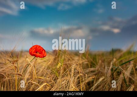 Lincolnshire Wolds, East Midlands, UK, Mai 2019, Ansicht von Mohn in einem Mohnfeld in der lincolnshire Landschaft Stockfoto