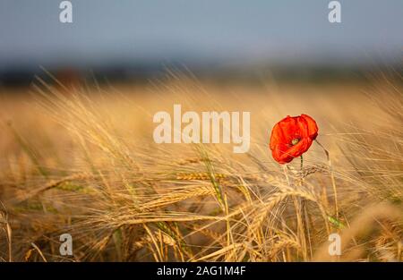 Lincolnshire Wolds, East Midlands, UK, Mai 2019, Ansicht von Mohn in einem Mohnfeld in der lincolnshire Landschaft Stockfoto