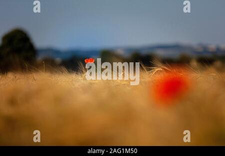 Lincolnshire Wolds, East Midlands, UK, Mai 2019, Ansicht von Mohn in einem Mohnfeld in der lincolnshire Landschaft Stockfoto