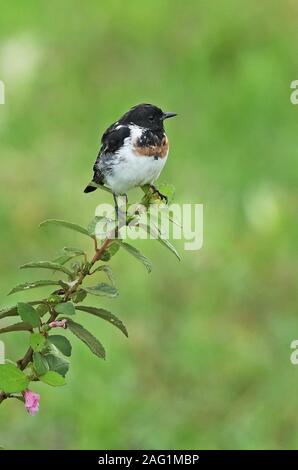 Gemeinsame Schwarzkehlchen (Saxicola torquata axillaris) männliche Mauser in erwachsene Gefieder Queen Elizabeth National Park, Uganda November Stockfoto