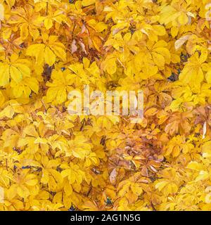 Große natürliche Hintergrund viele helle gelbe Blätter im Herbst Kastanie als nahtlose Muster Stockfoto