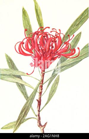 . Die australische Flora in der angewandten Kunst ANGEWANDTE KUNST.. 1 Er tasmanische Waratah (Telupea truncata, R. Br.) Fiu. V. ANGEWANDTE KUNST. (C) Der Tasmanische Waratah. (Telopea truncata, R. Br.) Figfure V. HISTORISCHEN. Dieses elegante Strauch wurde zuerst bekannt zu Wissenschaft durch Lahillonhere in liiswork • Pflanzen von Xew Holland, i) ublished im Jahre 1804 unter dem Namen Emboth-rium truucatitm. f) ut Danach wurde von Robert Brown unter einem neuen genericname platziert. Telopea. In der Trans. Linn. Soc, X., 198, im 8 OG. Der Name Embothriiim von R. und G. Foster im Jahre 1776 gegründet wurde, beingapplied zu einem Südamerikanischen Pflanze etwas rese Stockfoto