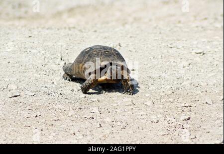 Eine Schildkröte auf weißem Kies Straße Stockfoto