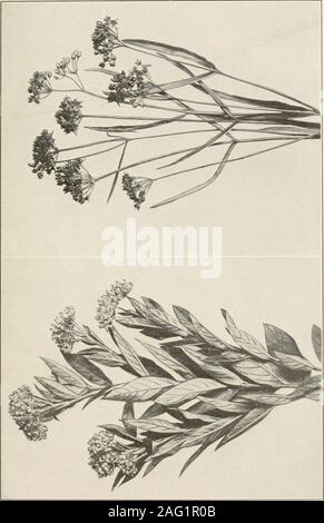 . Die Pflanzen von Southern New Jersey; mit besonderer Bezugnahme auf die Flora des Pine Barrens und die geographische Verteilung der Arten. New Jersey Pflanzen Platte ex. Stockfoto