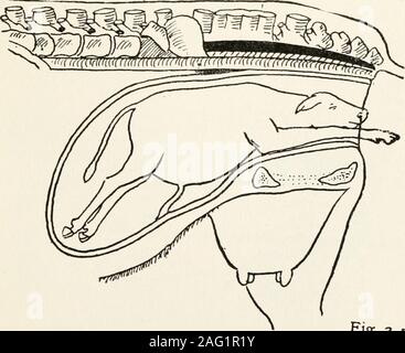 . Elementare Vorträge zu Tiermedizin, für landwirtschaftliche Studenten, Bauern und Lagerhaltern... Schwein-I, Abs. 768.. Schwein - 2, Abs. 769. Platte XLV^^ S3, Abs. 770. Stockfoto