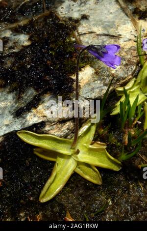 Pinguicula vulgaris (Gemeinsame butterwort) ist eine fleischfressende Pflanze mit einem Circumboreal Verteilung wachsenden in Mooren und Sümpfen. Stockfoto