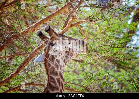 Portrait von Giraffen, Giraffa Camelopardalis reticulata in Reserve, bandia Senegal. Es liegt in der Nähe der Tierwelt Foto des Tieres in Afrika. Giraffe nibblin Stockfoto