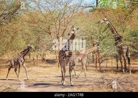 Gruppe von Giraffen, Giraffa Camelopardalis reticulata in Reserve, bandia Senegal. Es liegt in der Nähe der Tierwelt Foto des Tieres in Afrika. Es gibt erwachsene Gi Stockfoto