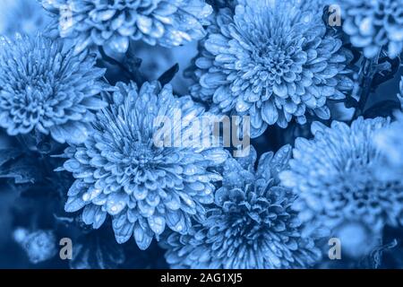 Farbe von 2020 Jahr, Classic blau. Schöne Chrysantheme mit Wassertropfen im Garten. Geringe Tiefe des Feldes. Strukturierte Zusammenfassung Hintergrund. Tr Stockfoto