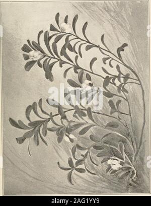 . Die Pflanzen von Southern New Jersey; mit besonderer Bezugnahme auf die Flora des Pine Barrens und die geographische Verteilung der Arten. New Jersey Pflanzen. Platte C. Stockfoto