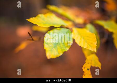 Schließen Sie herauf Bild von orange Blätter im Herbst bei weichem goldenem Licht im Wald. Stockfoto