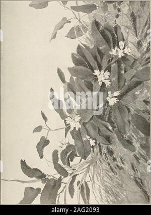 . Die Pflanzen von Southern New Jersey; mit besonderer Bezugnahme auf die Flora des Pine Barrens und die geographische Verteilung der Arten. Fotos von S. Braun. 1. Wintergrün. Gaultheria procumbens. 2. CRANBERRY. Oxycoccus macrocarpus.. Stockfoto