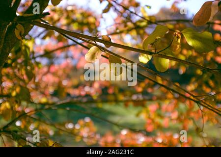 Orange Herbst Blätter auf Ast Nahaufnahme noch an einem sonnigen blauen Himmel Stockfoto