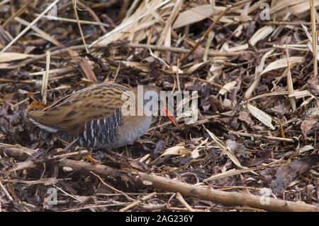 Wasser, Schiene, Rallus aquaticus, einzelne Erwachsene suchen nach Nahrung unter Vegetation. Lea Valley, Essex, Großbritannien. Stockfoto