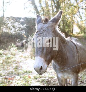 Nette und ruhige graue Esel Portrait auf einer ländlichen wald landschaft Stockfoto