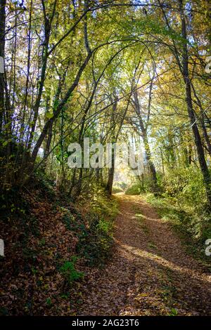 Herbst saisonal Landschaft auf dem Weg von der Straße weg mit vielen braunen Blätter in einem grünen Wald an einem sonnigen Tag abgedeckt Stockfoto