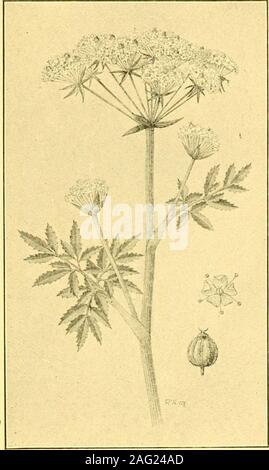 . Feld und Wald pflanzen. te theleaves oder in der anglesof die oberen Zweige. Diese dolden sind com-Pound, mit über sechs Strahlen, usuallywithout fiveor primäre Hüllblätter, sondern mit mehreren, schmal, secondaryones. Die blütenblätter havetheir Punkte in-Stationen. Doch der carpelsare oval, jedes mit fivenarrow Rippen. Diese plantis häufig gesehen wachsen - ing in Unternehmen mit Wasser - Kresse und thelirooklime und bloomsin Juli und August. In Gräben, die wir in den Lautspre- chern mit dem vorgeschriebenen Hemlock orCowbane erfüllen (Cicuta virosa) - eine große Pflanze, fromthree bis vier Fuß hoch, mit großen, flachen um-bel von kleinen, weißen Blüten aus Stockfoto
