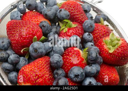 Nur frisch gepflückte Blaubeeren und Erdbeeren im Sieb gewaschen. Stockfoto