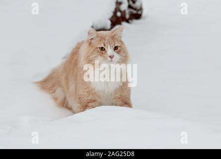 Eine Norwegische Waldkatze männlichen sitzen in Schneeverwehungen im Winter Stockfoto