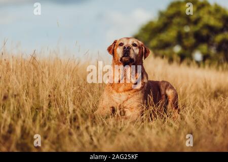 Golden Labrador liegen in einem Bereich, in Farnham Park England Stockfoto