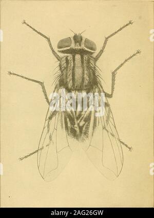 . Sanitär Entomologie; Die entomologie von Krankheit, Hygiene und sanitäre Einrichtungen. Das Haus oder Typhus flj% Miinca Domestica. Stark vergrößert. (Howard und Pierce, Foto Dovener.) 15 SANITARYENTOMOLOGY DER ENTOMOLOGIE VON KRANKHEIT, HYGIENE UND sanitäre Einrichtungen, HERAUSGEGEBEN VON WILLIAM DWIGHT PIERCE, Ph.D. Consulting Entomologen, ehemals Entomologe südlichen Bereich Crop Insekt Untersuchungen Unittd Staaten Landwirtschaftsministerium, Büro der Entomologysanitaryentomolo 00 Pier Stockfoto