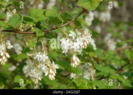 Ribes sanguineum, Weiß Icicle, auch bekannt als Blüte Johannisbeere. Strauch im Garten mit blütenständen von weißen Blumen im Frühling Stockfoto