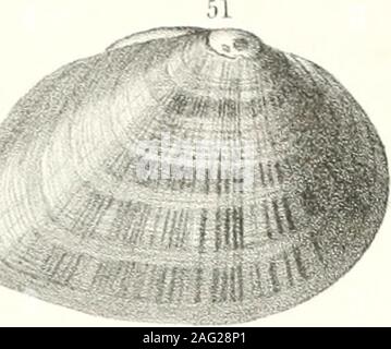 . Transaktionen - Amerikanische Philosophische Gesellschaft. Der shellthin, dickere vor; Schnabel vorstehend; Ligament eher dünn und kurz; epider-mis Safran - farbig, glänzend und glatt, mit linearen Strahlen und numerousregular Linien des Wachstums; Kardinal Zähne kleine, einzelne in der rechten und zwei Inder das linke Ventil; seitliche Zähne lange und gebogene; anterior Cicatrices deutlich; poste - Rior cicatrices Konfluent; dorsale Cicatrices in der Mitte der Buchse der Schnäbel platziert; Hohlraum der Shell tief; Hohlraum der Schnabel tief und eckig; nacresalmon - bunt und schillernd. Erläuterungen. - zwei Muster der t Stockfoto