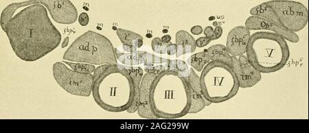 . Das amerikanische Journal der Anatomie. -, Ist es offenbar jiist whatHenle genannt, er ist der Mann, der den Schlupf des flexorbrevis Profundus, die aus der ersten metacarpal und fügt J. Playfair mc^Iiirrich 493 iuto der proximalen Phalanx der thuiiib und tlio radial coiinter [) artof der palmaren interof - seu & Der iifth Ziffer, wie ich später zu zeigen hoffe. Die interosseus Primus volaris ist häufig nicht zu unterscheiden von den tieferen Teilen der flexor pollicis Brevis {Sens, Kit.), Pos - vielleicht mit ihm aufgenommen, obwohl aus der Tatsache, dass in einer menschlichen em bryo von G C Stockfoto