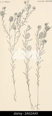 . Die Pflanzen von Southern New Jersey; mit besonderer Bezugnahme auf die Flora des Pine Barrens und die geographische Verteilung der Arten. Zeichnung von H. E. Stein. ORANGE MILKWORT. Adenia lutea. New Jersey Pflanzen PLATTE LXXVIIl.. Zeichnungen von H. E-Stein. 1. MARYLAND MILKWORT. Adenia Mariana. 2. Lila MILKWORT. S. viridescens. New Jersey Pflanzen. Platte LXXIX. Stockfoto