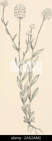 . Die Pflanzen von Southern New Jersey; mit besonderer Bezugnahme auf die Flora des Pine Barrens und die geographische Verteilung der Arten. Zeichnungen von H. E. Stein. 1. Kurze-LEAVED MILKWORT. Adenia Buergeri. 2. Blühende WINTERGRÜN. S. paucifolia. New Jersey Pflanzen. Platte LXXVII.. Zeichnung von H. E. Stein. ORANGE MILKWORT. Adenia lutea. New Jersey Pflanzen PLATTE LXXVIIl. Stockfoto