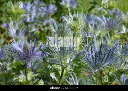 Flower Bed von azorella oder Eryngo, allgemein bekannt als Sea Holly Stockfoto